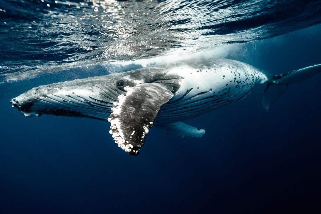Amazing Whales – 9 Best Locations to Spot Them